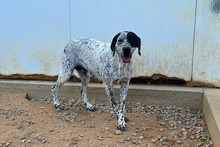 SONIA, Hund, Pointer-Mix in Italien - Bild 5