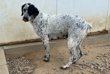 SONIA, Hund, Pointer-Mix in Italien - Bild 6