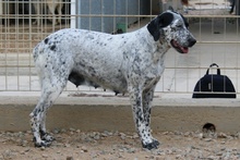 SONIA, Hund, Pointer-Mix in Italien - Bild 7