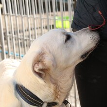 LUCAS, Hund, Mastin Español in Spanien - Bild 3