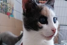 STELLALUCIA, Katze, Europäisch Kurzhaar in Düsseldorf