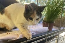 STELLALUCIA, Katze, Europäisch Kurzhaar in Düsseldorf - Bild 8