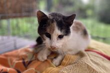 STELLALUCIA, Katze, Europäisch Kurzhaar in Düsseldorf - Bild 9