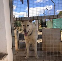 YAKO, Hund, Mischlingshund in Spanien - Bild 8