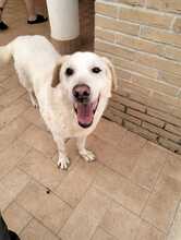 SOLE, Hund, Labrador-Mix in Italien - Bild 1