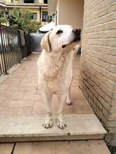 SOLE, Hund, Labrador-Mix in Italien - Bild 3