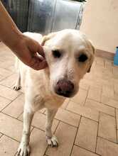 SOLE, Hund, Labrador-Mix in Italien - Bild 4