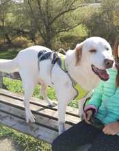 SOLE, Hund, Labrador-Mix in Italien - Bild 8