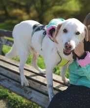 SOLE, Hund, Labrador-Mix in Italien - Bild 9