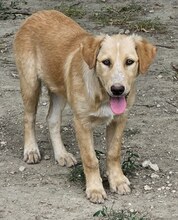 BIBI, Hund, Mischlingshund in Wuppertal - Bild 10