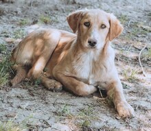 BIBI, Hund, Mischlingshund in Wuppertal - Bild 12