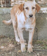 BIBI, Hund, Mischlingshund in Wuppertal - Bild 13