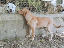 BIBI, Hund, Mischlingshund in Wuppertal - Bild 14