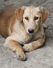 BIBI, Hund, Mischlingshund in Wuppertal - Bild 16