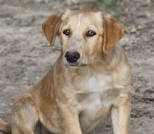 BIBI, Hund, Mischlingshund in Wuppertal - Bild 17