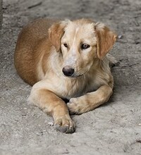 BIBI, Hund, Mischlingshund in Wuppertal - Bild 18