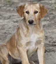 BIBI, Hund, Mischlingshund in Wuppertal - Bild 19