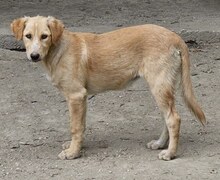 BIBI, Hund, Mischlingshund in Wuppertal - Bild 2