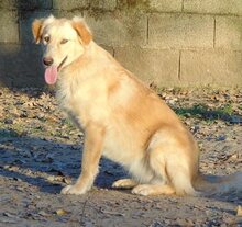 BIBI, Hund, Mischlingshund in Wuppertal - Bild 20