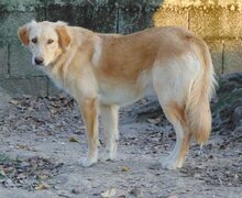 BIBI, Hund, Mischlingshund in Wuppertal - Bild 22