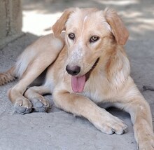 BIBI, Hund, Mischlingshund in Wuppertal - Bild 6