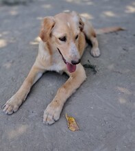 BIBI, Hund, Mischlingshund in Wuppertal - Bild 8