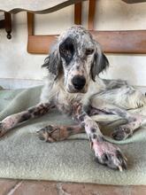 TITI, Hund, Irish Setter-Mix in Italien - Bild 1