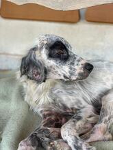 TITI, Hund, Irish Setter-Mix in Italien - Bild 4