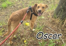 OSCAR, Hund, Mischlingshund in Portugal - Bild 6