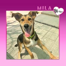 MILA, Hund, Mischlingshund in Bulgarien - Bild 1