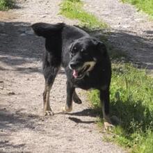 PIPI, Hund, Mischlingshund in Bulgarien - Bild 2