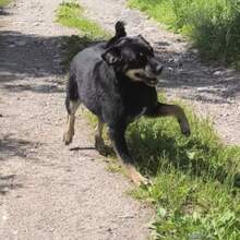 PIPI, Hund, Mischlingshund in Bulgarien - Bild 3