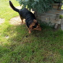 TESSO, Hund, Mischlingshund in Slowakische Republik - Bild 3