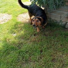 TESSO, Hund, Mischlingshund in Slowakische Republik - Bild 5