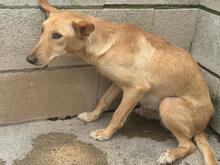 ARRIANA, Hund, Podenco in Spanien - Bild 2