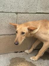 ARRIANA, Hund, Podenco in Spanien - Bild 7