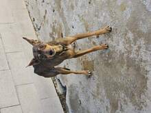 INDIA, Hund, Podenco-Mix in Spanien - Bild 3