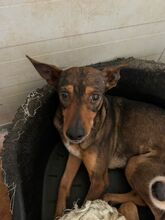 INDIA, Hund, Podenco-Mix in Spanien - Bild 4