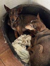 INDIA, Hund, Podenco-Mix in Spanien - Bild 5