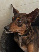 INDIA, Hund, Podenco-Mix in Spanien - Bild 7