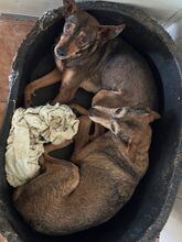 INDIA, Hund, Podenco-Mix in Spanien - Bild 8