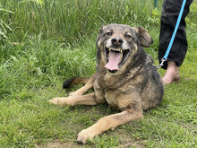 MATHILDEMÖHRING, Hund, Mischlingshund in Bulgarien - Bild 2