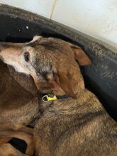 INDIA, Hund, Podenco-Mix in Sallgast - Bild 6