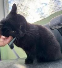 SOMBRA, Katze, Europäisch Kurzhaar in Spanien - Bild 12