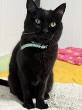 SOMBRA, Katze, Europäisch Kurzhaar in Spanien - Bild 13