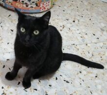 SOMBRA, Katze, Europäisch Kurzhaar in Spanien - Bild 7