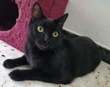 SOMBRA, Katze, Europäisch Kurzhaar in Spanien - Bild 8