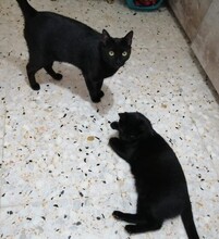 TIZON, Katze, Europäisch Kurzhaar in Spanien