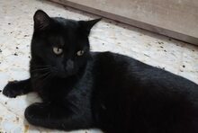 TIZON, Katze, Europäisch Kurzhaar in Spanien - Bild 10