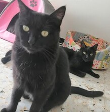 TIZON, Katze, Europäisch Kurzhaar in Spanien - Bild 11